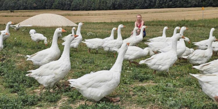 Bioasekuracja drobiu ważna na co dzień