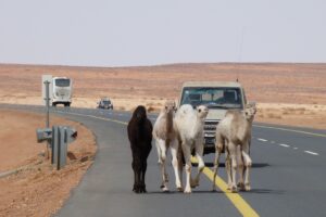 Muzyczne podróże przez świat. Arabia Saudyjska. Tajemnice pustynnego królestwa. Cz. 2 - Radio Kielce Muzyczne podróże przez świat. Arabia Saudyjska. Cz. 2 / Fot. Danuta Rasała