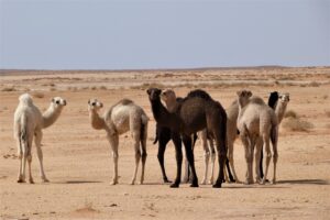 Muzyczne podróże przez świat. Arabia Saudyjska. Tajemnice pustynnego królestwa. Cz. 2 - Radio Kielce Muzyczne podróże przez świat. Arabia Saudyjska. Cz. 2 / Fot. Danuta Rasała