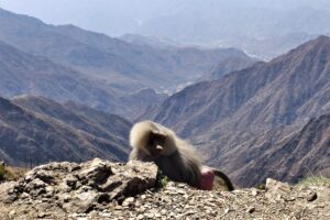 Muzyczne podróże przez świat. Arabia Saudyjska Cz.1 - Radio Kielce Muzyczne podróże przez świat. Arabia Saudyjska Cz.1 - Radio Kielce