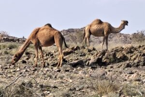 Muzyczne podróże przez świat. Arabia Saudyjska Cz.1 - Radio Kielce Muzyczne podróże przez świat. Arabia Saudyjska Cz.1 - Radio Kielce