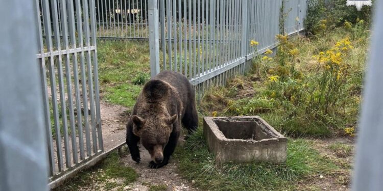 Mieszkaniec Częstochowy przetrzymywał niedźwiedzia - Radio Kielce Fot. KMP Częstochowa