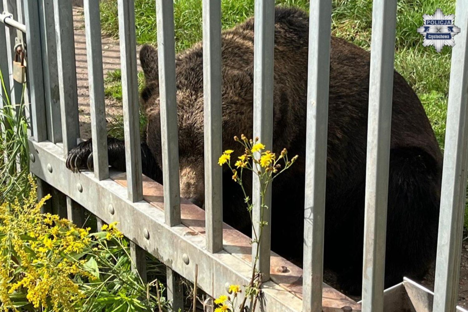 Mieszkaniec Częstochowy przetrzymywał niedźwiedzia