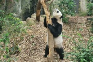 Muzyczne podróże. Chiny i Sigapur / Fot. Piotr Parzymies