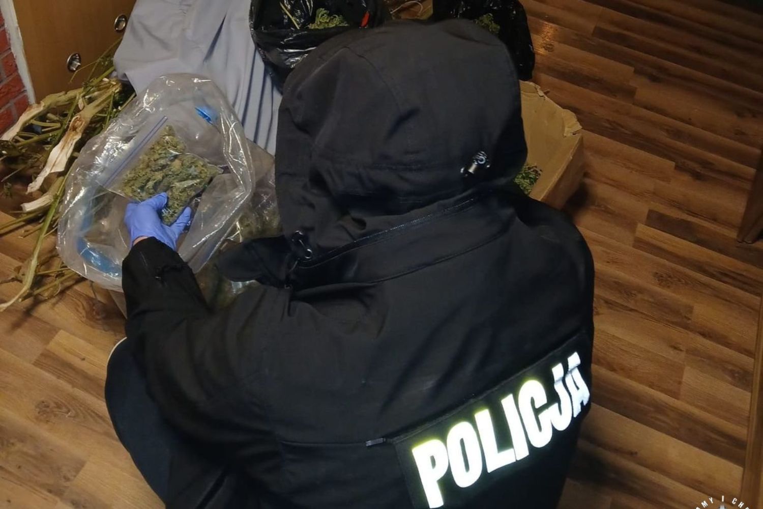 Buscy kryminalni przejęli 11 kilogramów marihuany i ziela konopi indyjskich