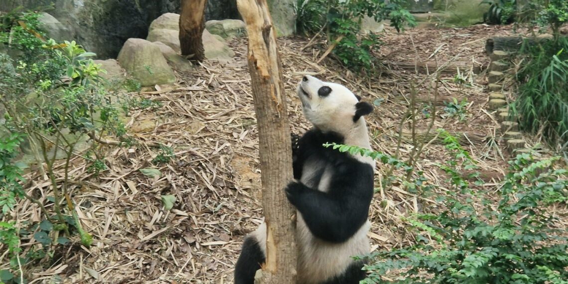 Muzyczne podróże. Chiny i Sigapur / Fot. Piotr Parzymies