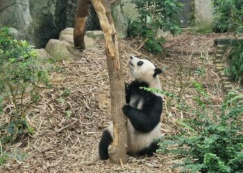 Muzyczne podróże. Chiny i Sigapur / Fot. Piotr Parzymies