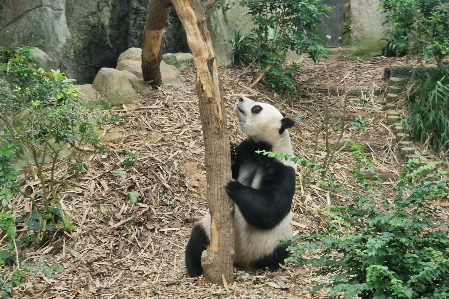 Muzyczne podróże przez świat. Panda wielka – najlepszy dyplomata Chin