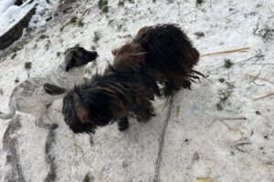 Czy w Gnojnie znęcano się nad zwierzętami? Sytuację bada policja - Radio Kielce