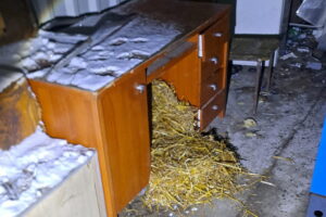 Czy w Gnojnie znęcano się nad zwierzętami? Sytuację bada policja - Radio Kielce