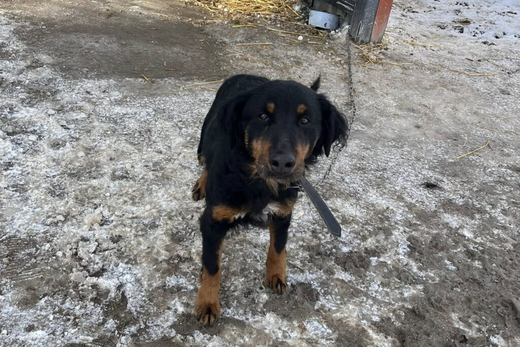 Czy w Gnojnie znęcano się nad zwierzętami? Sytuację bada policja - Radio Kielce