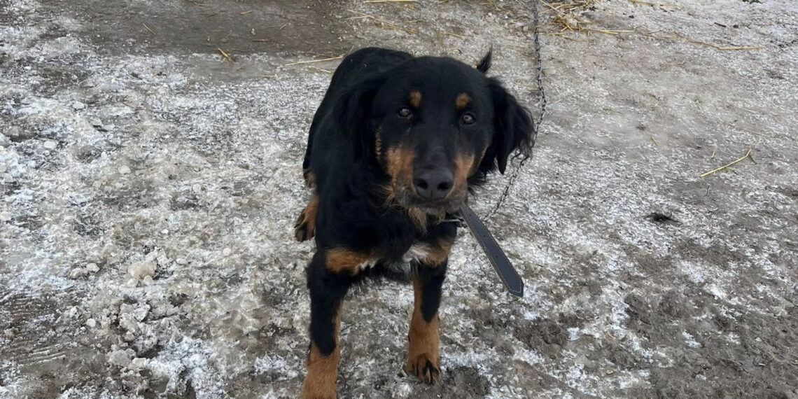 W sprawie psów z Gnojna wszczęto dochodzenie