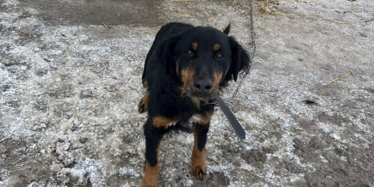 W sprawie psów z Gnojna wszczęto dochodzenie