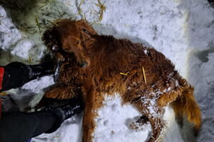 Czy w Gnojnie znęcano się nad zwierzętami? Sytuację bada policja