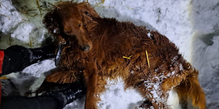 Czy w Gnojnie znęcano się nad zwierzętami? Sytuację bada policja