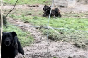 Czy w Gnojnie znęcano się nad zwierzętami? Sytuację bada policja - Radio Kielce