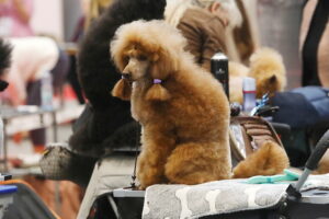 30.11.2025. Kielce. Międzynarodowa Wystawa Psów Rasowych / Fot. Wiktor Taszłow - Radio Kielce