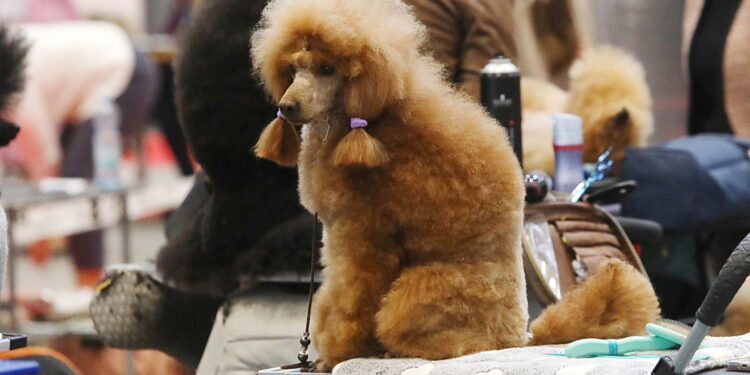 30.11.2025. Kielce. Międzynarodowa Wystawa Psów Rasowych / Fot. Wiktor Taszłow - Radio Kielce