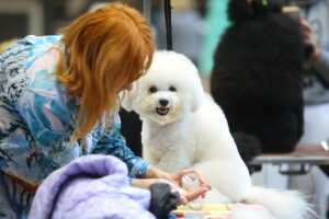 30.11.2025. Kielce. Międzynarodowa Wystawa Psów Rasowych / Fot. Wiktor Taszłow - Radio Kielce