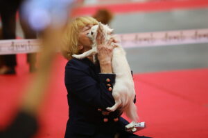 30.11.2025. Kielce. Międzynarodowa Wystawa Psów Rasowych / Fot. Wiktor Taszłow - Radio Kielce