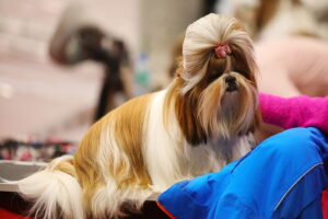 30.11.2025. Kielce. Międzynarodowa Wystawa Psów Rasowych / Fot. Wiktor Taszłow - Radio Kielce