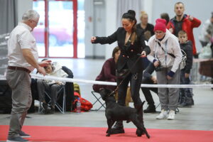 30.11.2025. Kielce. Międzynarodowa Wystawa Psów Rasowych / Fot. Wiktor Taszłow - Radio Kielce