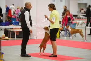30.11.2025. Kielce. Międzynarodowa Wystawa Psów Rasowych / Fot. Wiktor Taszłow - Radio Kielce