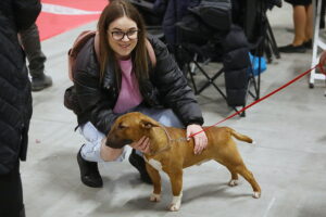 30.11.2025. Kielce. Międzynarodowa Wystawa Psów Rasowych / Fot. Wiktor Taszłow - Radio Kielce