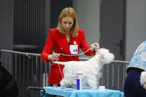 30.11.2025. Kielce. Międzynarodowa Wystawa Psów Rasowych / Fot. Wiktor Taszłow - Radio Kielce