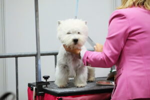 30.11.2025. Kielce. Międzynarodowa Wystawa Psów Rasowych / Fot. Wiktor Taszłow - Radio Kielce