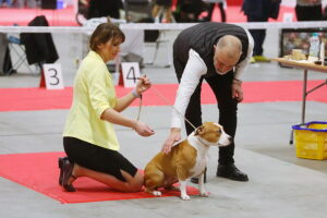 30.11.2025. Kielce. Międzynarodowa Wystawa Psów Rasowych / Fot. Wiktor Taszłow - Radio Kielce