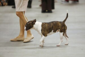 30.11.2025. Kielce. Międzynarodowa Wystawa Psów Rasowych / Fot. Wiktor Taszłow - Radio Kielce