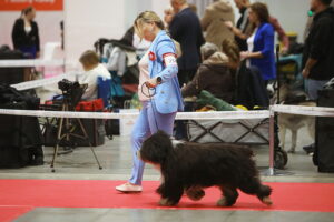 30.11.2025. Kielce. Międzynarodowa Wystawa Psów Rasowych / Fot. Wiktor Taszłow - Radio Kielce