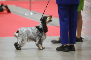30.11.2025. Kielce. Międzynarodowa Wystawa Psów Rasowych / Fot. Wiktor Taszłow - Radio Kielce