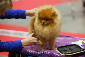 30.11.2025. Kielce. Międzynarodowa Wystawa Psów Rasowych / Fot. Wiktor Taszłow - Radio Kielce