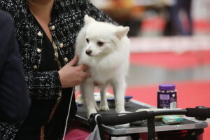 30.11.2025. Kielce. Międzynarodowa Wystawa Psów Rasowych / Fot. Wiktor Taszłow - Radio Kielce
