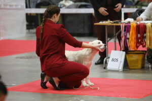 30.11.2025. Kielce. Międzynarodowa Wystawa Psów Rasowych / Fot. Wiktor Taszłow - Radio Kielce