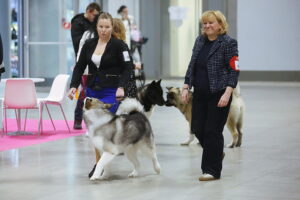 30.11.2025. Kielce. Międzynarodowa Wystawa Psów Rasowych / Fot. Wiktor Taszłow - Radio Kielce