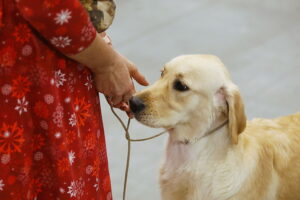 30.11.2025. Kielce. Międzynarodowa Wystawa Psów Rasowych / Fot. Wiktor Taszłow - Radio Kielce