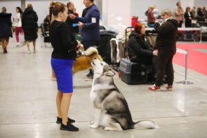 30.11.2025. Kielce. Międzynarodowa Wystawa Psów Rasowych / Fot. Wiktor Taszłow - Radio Kielce