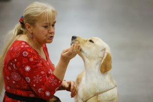 30.11.2025. Kielce. Międzynarodowa Wystawa Psów Rasowych / Fot. Wiktor Taszłow - Radio Kielce