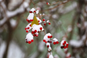 23.11.2025. Kielce. Zima / Fot. Wiktor Taszłow - Radio Kielce