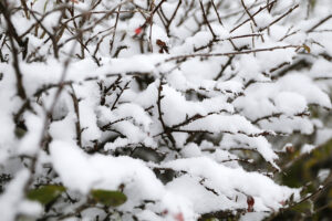 23.11.2025. Kielce. Zima / Fot. Wiktor Taszłow - Radio Kielce