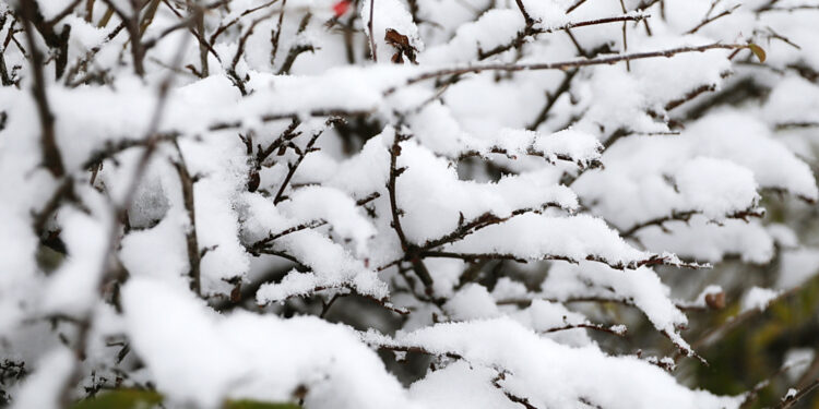 23.11.2025. Kielce. Zima / Fot. Wiktor Taszłow - Radio Kielce