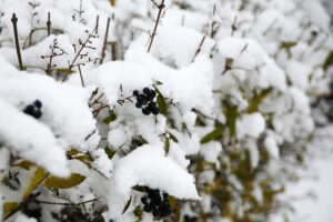 23.11.2025. Kielce. Zima / Fot. Wiktor Taszłow - Radio Kielce