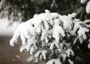 23.11.2025. Kielce. Zima / Fot. Wiktor Taszłow - Radio Kielce