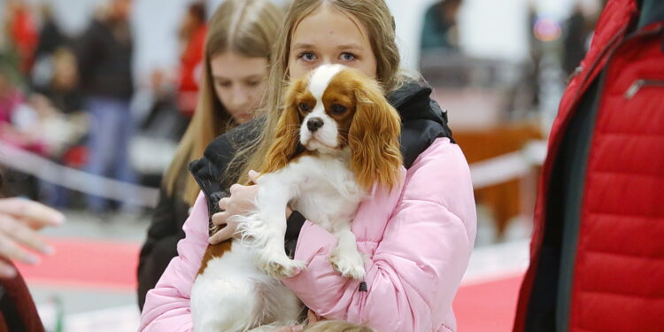29.11.2025. Kielce. Międzynarodowa Wystawa Psów Rasowych / Fot. Wiktor Taszłow - Radio Kielce