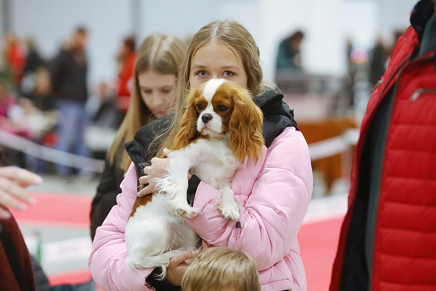 Kielce. Międzynarodowa Wystawa Psów Rasowych
