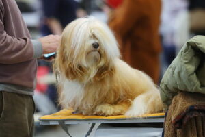 29.11.2025. Kielce. Międzynarodowa Wystawa Psów Rasowych / Fot. Wiktor Taszłow - Radio Kielce