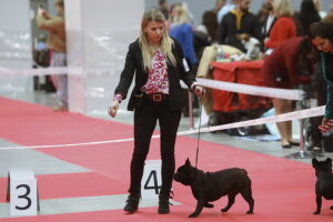 29.11.2025. Kielce. Międzynarodowa Wystawa Psów Rasowych / Fot. Wiktor Taszłow - Radio Kielce